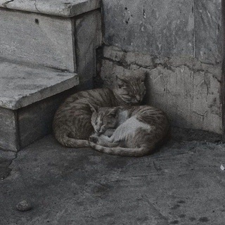 Telegram profile photo for Collapse.
