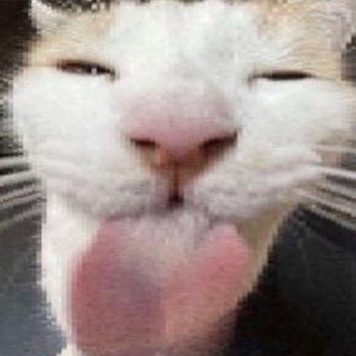 Telegram profile photo for silly goofy cats