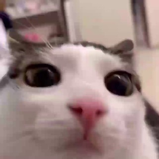 Telegram profile photo for Hiro