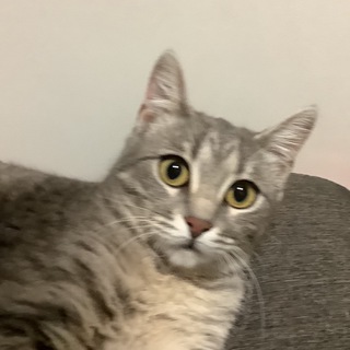 Telegram profile photo for Кошаки