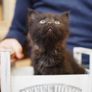 Telegram profile photo for Котейка🐈⬛