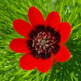 Telegram profile photo for Blütenreich's essbare Wildpflanzen, Permakultur, Waldgarten, Kräuterwanderungen