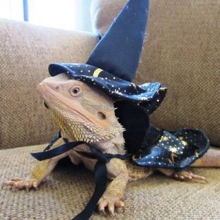 Telegram profile photo for $WIZZ portal
