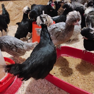 Telegram profile photo for Удивительные куры🐓