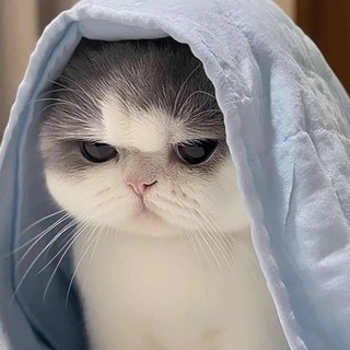 Telegram profile photo for کاریابی morvarid
