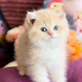 Telegram profile photo for 🐾 فیلم های چکاپ ؛ تحویل ؛ رضایت🐾