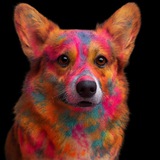 Telegram profile photo for 𝗞𝗼𝗿𝗴𝗶 𝗯𝘂𝗹𝗼𝗰𝗵𝗸𝗮🥯🦮