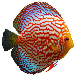 Telegram profile photo for Voronezh-fish дискусы