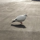 Telegram profile photo for голубиная заповедь