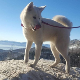 Telegram profile photo for Daniel Marcel@România Liberã