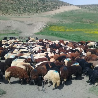 Telegram profile photo for 🐐بـازار دامـداران وکشاورزان شمال غـرب وغرب 🚜