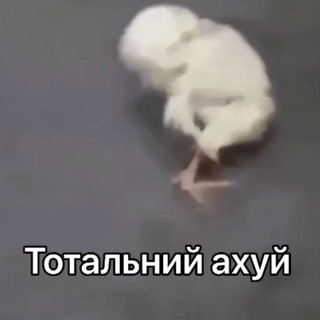 Telegram profile photo for ᴋᴏфᴇйнᴀя ʙᴏ фᴘᴀнции