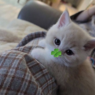 Telegram profile photo for удачный гороскопчик