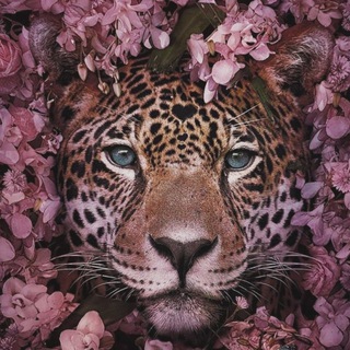 Telegram profile photo for Ягуариха 🐆