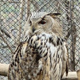 Telegram profile photo for Гнездовье🦉