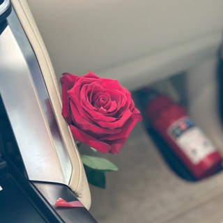 Telegram profile photo for أبيات شعر🕊🌷