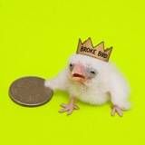 Telegram profile photo for Broke Portal