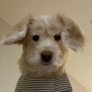 Telegram profile photo for реклама в пю чй