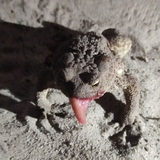 Telegram profile photo for Мемчанский