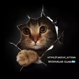 Telegram profile photo for Mushuklar olami πΊπΏ