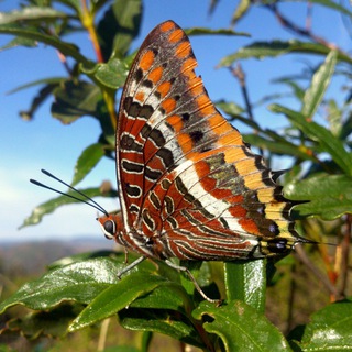 Telegram profile photo for MARIPOSAS IBÉRICAS