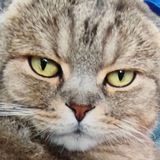 Telegram profile photo for сто долларов или пачка чипсов лейс
