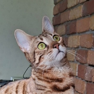 Telegram profile photo for Молва с площади Леи