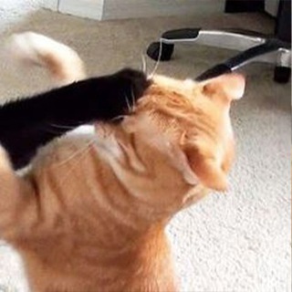 Telegram profile photo for Кокоджамба
