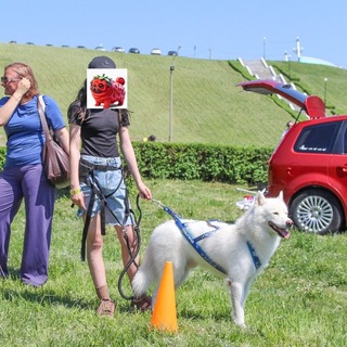 Telegram profile photo for быстрый хаски фил