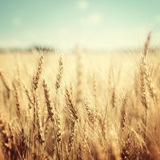 Telegram profile photo for خانهی امید