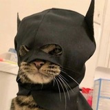 Telegram profile photo for BAT CAT - Portal