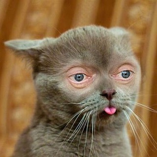 Telegram profile photo for Коты Как Ты