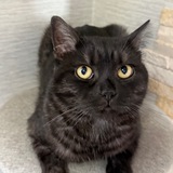 Telegram profile photo for Simba cat