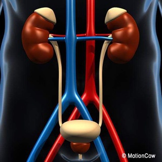 Telegram profile photo for Renal module