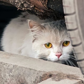 Telegram profile photo for کارما