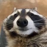 Telegram profile photo for Study calls (Degen)
