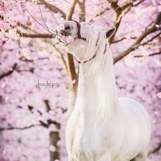Telegram profile photo for «««اسب دوستان اصفهان»»»