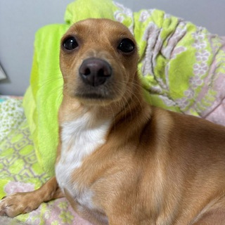 Telegram profile photo for Minmori Portal