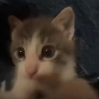 Telegram profile photo for Post shitting