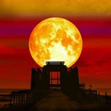 Telegram profile photo for Moon Ape Station Calls