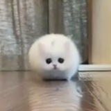 Telegram profile photo for poisonous gummie