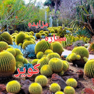 Telegram group profile photo for 🌟🌟مزایده ستاره کویر 🌟🌟
