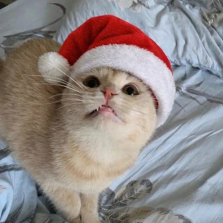 Telegram profile photo for Crypto vs Laki