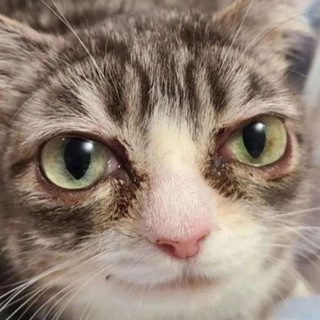 Telegram profile photo for да прост мемы