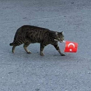 Telegram profile photo for Meme Smuggler