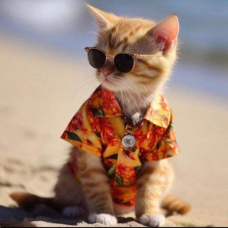 Telegram profile photo for Мушукбоқар