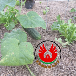 Telegram profile photo for 𝗘𝗥𝗗𝗞𝗥𝗔𝗙𝗧| Garten 🥕 ✨