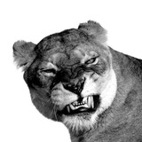 Telegram profile photo for PUMA.