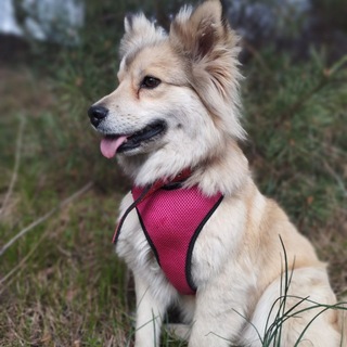 Telegram profile photo for 🎆Джек и Хачика 🎀