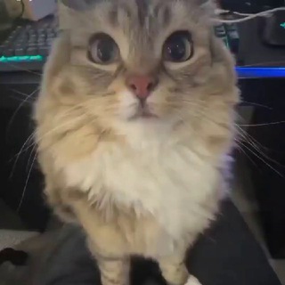 Telegram profile photo for Будка дефамина